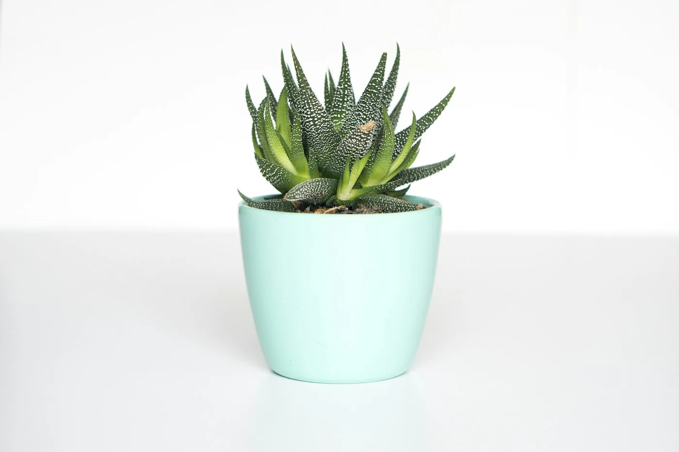 A small succulent growing in a mint green pot